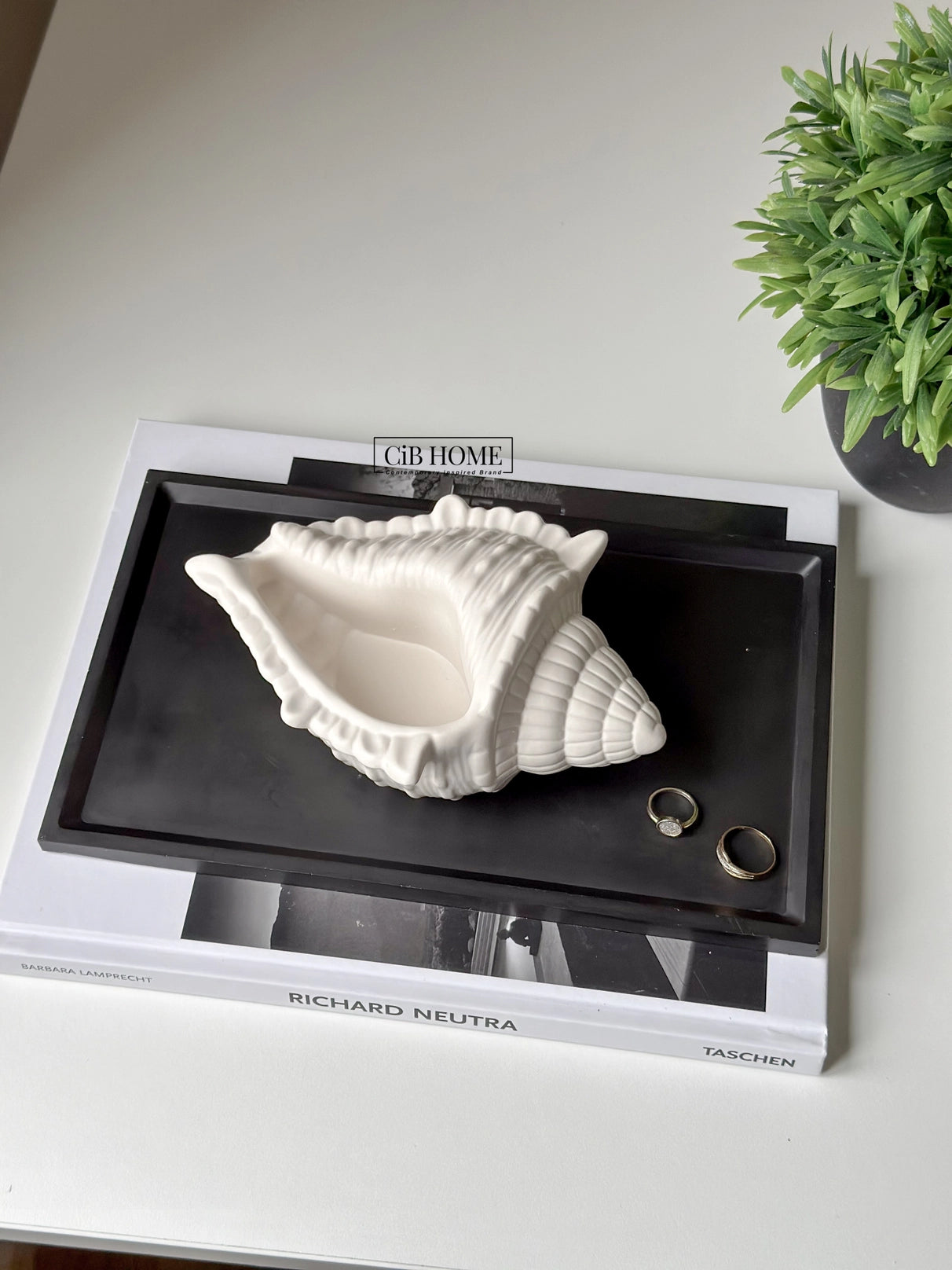 Conch Shell Trinket Tray