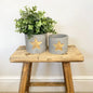 Gold Star Cement Planter